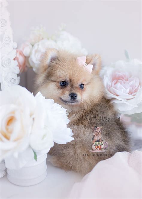 Wolf Sable Pomeranian Puppies For Sale Pets Lovers