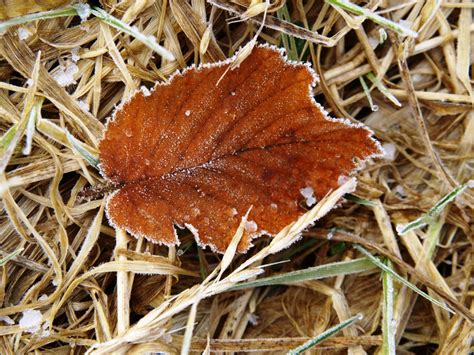 Free Images Grass Leaf Autumn Flora Fungus Vegetation Agaric