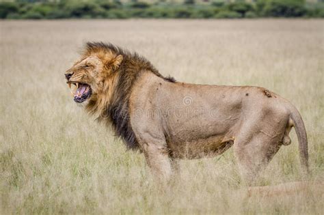 Male Lion Doing Flehmen Grimace Stock Photos Free Royalty Free Stock Photos From Dreamstime