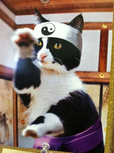 Zen Cat Cat Humour Funny Cats Feline Zen Animals Animales Animaux