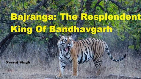 Famous Tigers Of Bandhavgarh National Park In