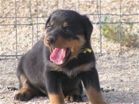 Earn points & unlock badges learning, sharing & helping adopt. Rottweiler Puppies in Arizona