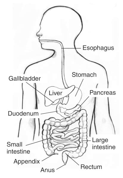 Digestive System Within An Outline Of The Top Half Of A Human Body