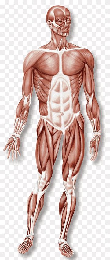Músculo Esquelético Sistema Muscular Funcionamiento Del Cuerpo Humano