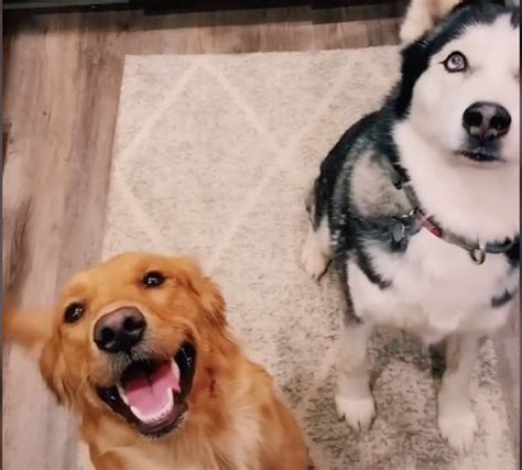 Adorable Mixed Golden Retriever Siberian Husky Puppy Goes Viral On Tiktok