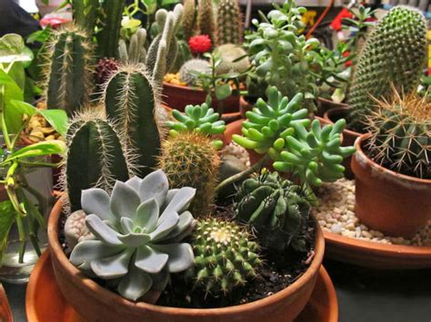 How To Plant A Cactus And Succulent Garden Video World Of Succulents