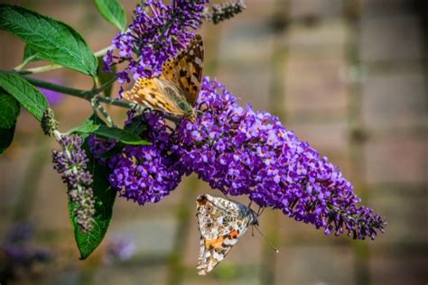 Buddleia Care Beginners Guide To Growing Butterfly Bushes