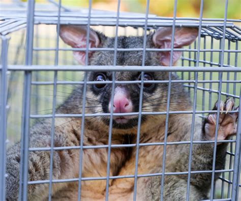 Possum Removal Northern Beaches Clean And Green Pest Removal