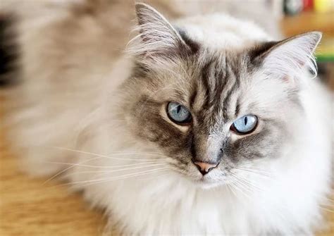 The Enchanting Ragdoll A Guide To The Beloved Cat Breed Catmags Com