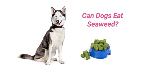 Can humans live on dry dog food? Can Dogs Eat Seaweed? The Answer May Surprise You!