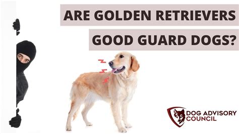 Are Golden Retrievers Good Guard Dogs Protective Or Watch Dogs Youtube