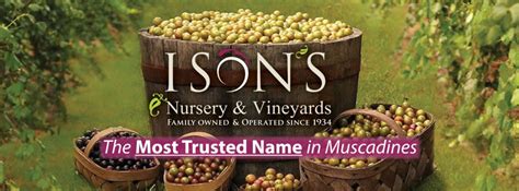 The Tradition Of Isons Isons Nursery And Vineyard