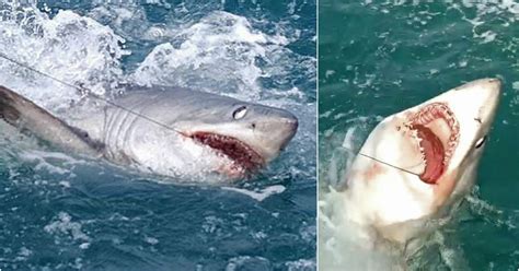 Huge Shark Caught Off The Coast Of Hartland Point Devon Metro News