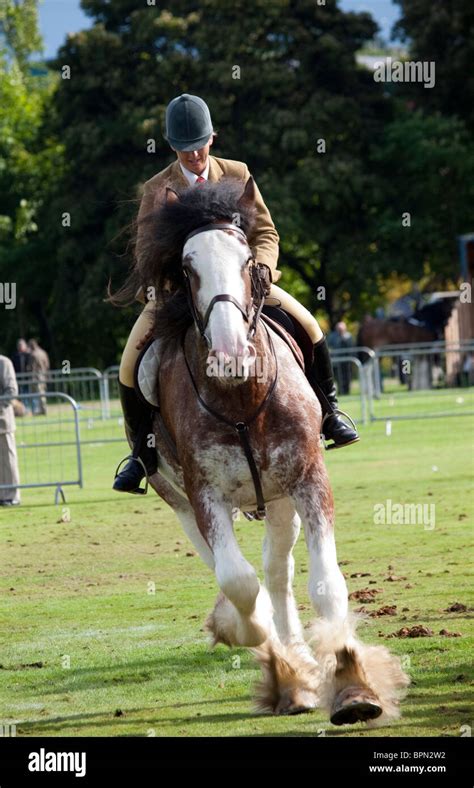 Riding A Clydesdale Horse Stock Photo Alamy