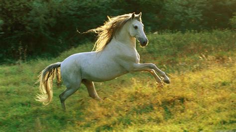 Cute Horse Wallpapers Wallpaper Cave