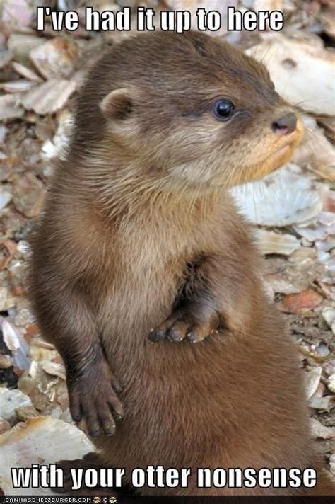 Fabulously Pissed Off Otter As A Meme Anyone Imgur