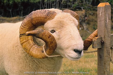 Minden Pictures Domestic Sheep Exmoor Horn Ram Close Up Of Head