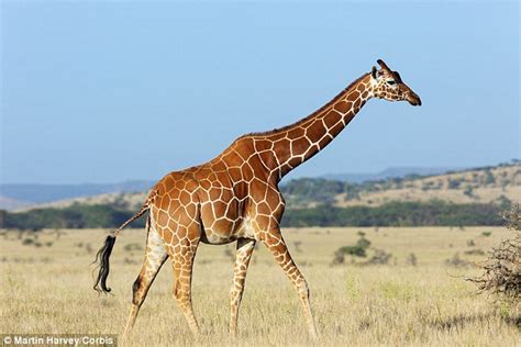Secret Groove Could Be The Secret To Giraffe Strong Skinny Legs Daily Mail Online