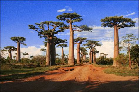 Foto Value Pohon Unik Baobab Trees