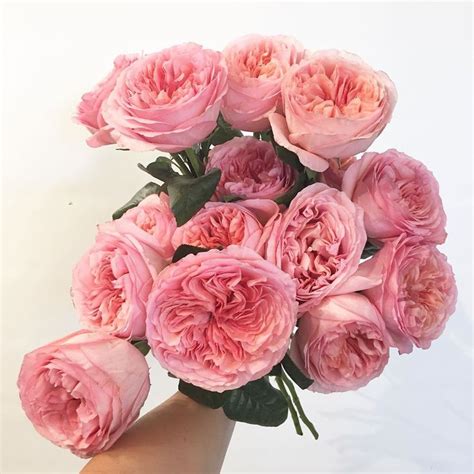 Rose De Jardin Pink Expression Espacevertfleuriste 😍 Fleurs