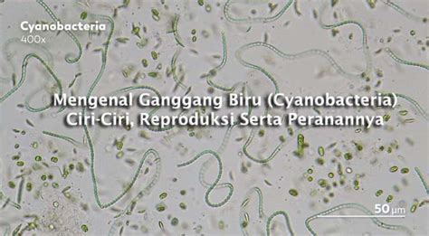 Apa Itu Ganggang Biru Cyanobacteria Ciri Ciri Reproduksi Serta