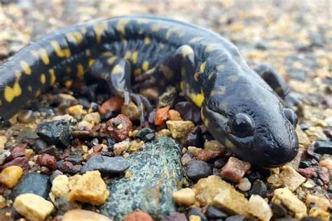 Facts About Tiger Salamanders The Critter Hideout