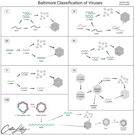 The Baltimore Classification Of Viruses — Pathelective