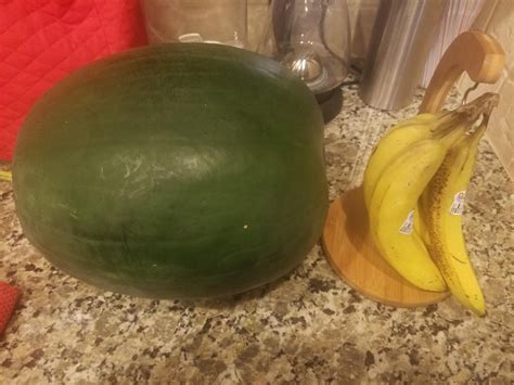 First Homegrown Watermelon 268lbs Bananas For Scale Gardening
