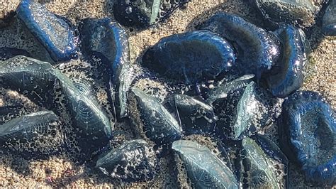 Thousands Of Strange Jelly Like Creatures Washing Ashore In California