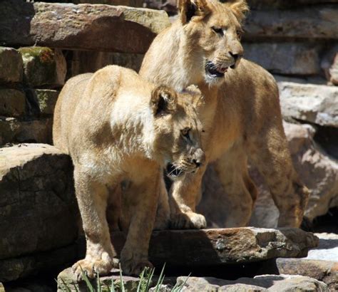 Three Young Lions Debut At Fort Worth Zoo