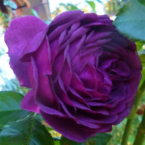 David Austin Rose Ebb Tide Purple Garden Floral Garden Romantic Roses