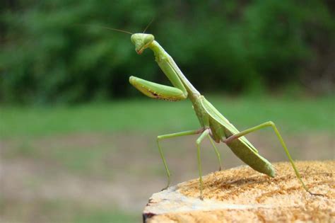 Understanding And Appreciating Backyard Wildlife Praying Mantises