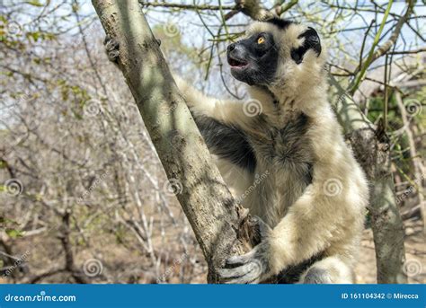Sifaka Lemur Silky Sifaka Propithecus Candidus Madagascar Stock Photo