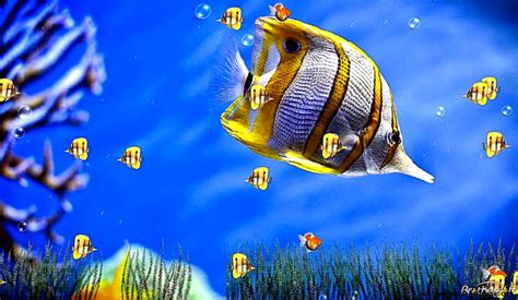 Animated Aquarium Screensaver For Windows 7 Lasopaexpress