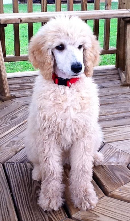 Standard Poodle Puppy Theyre So Cute With Their Coat Like This