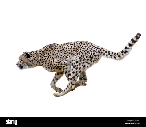 Cheetah Running Isolated On White Background Stock Photo Alamy