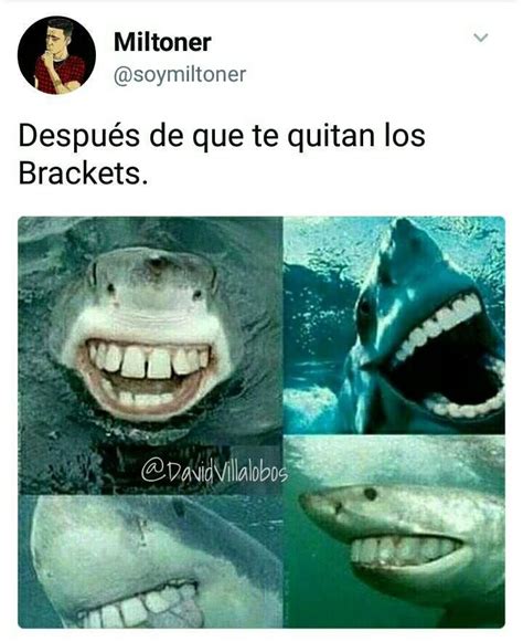 Pin De Coffee ☕ En Xd Tiburones Divertidos Memes Divertidos Memes