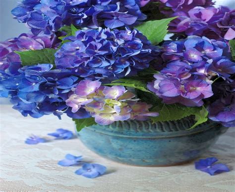 Blue And Purple Bouquet Flowers Hydrangea Pot Hd Wallpaper Pxfuel