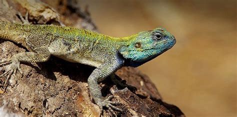 12 Delightful Facts About Lizards The Fact Site