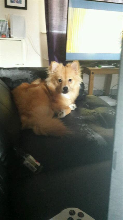 Stunning 6 Month Old Female Pomeranian Read The Ad Properly In