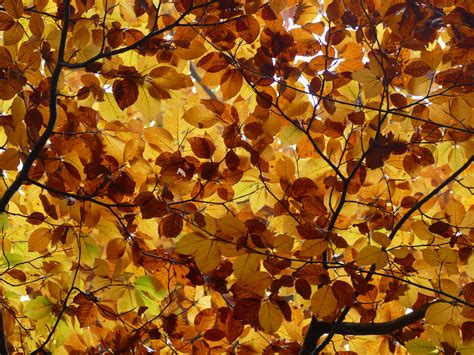 Free Images Tree Branch Sunlight Leaf Canopy Yellow Season