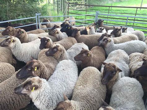 Registered Shetland Shearling Ewes For Sale Shetland Sheep Society