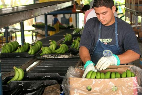 Bananas From The Bunch To Your Breakfast Rainforest Alliance