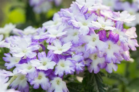 How To Care For Verbena Flowers Hunker