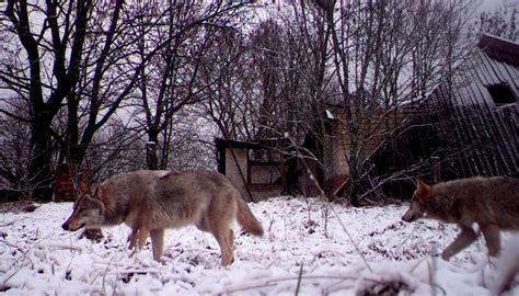 Chernobyl Wolves Could Spread Mutant Genes Newshub