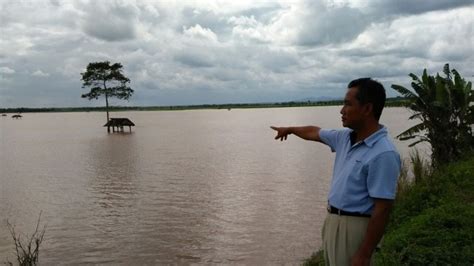 275 Hektare Sawah Di Lampung Selatan Terendam Banjir Akibat Luapan Air
