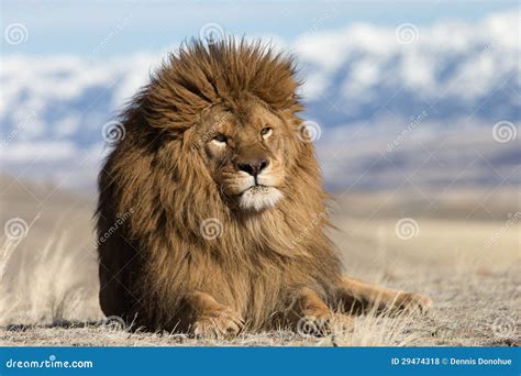 Barbary Lion Windswept Hill Stock Photos Free And Royalty Free Stock