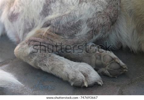Dermatitis Dogs Stock Photo 747693667 Shutterstock