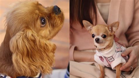 世界一かわいい犬チワワ姉弟とルビーキャバリア子犬 2 Youtube
