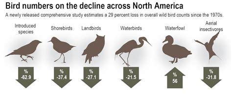Birds Are Disappearing Ornithology